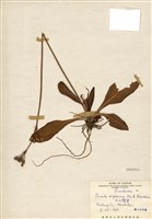 藏品(玉山櫻草)的圖片